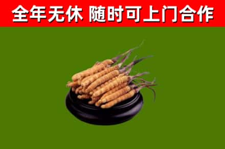 孟津回收散虫草